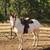 APHA Mare 4 thumbnail