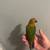 Sun Conure 4 thumbnail