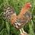 Looking for bantams 4 thumbnail