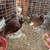 CHICKENS NEW LAYERS, QUAIL, TURKEYS, DUCKS, PEACOCKS 2 thumbnail
