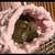 Sugar Gliders 4 thumbnail