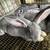 Tamuk meat rabbits 23 thumbnail