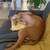 lab/pitbull/terrier mix dog 2 thumbnail