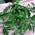 Succulent Plant 1 thumbnail