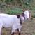 Boer goats 3 thumbnail