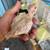 Cacatua bebe 1 thumbnail