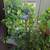 Help!  Plants are taking over! 1 thumbnail