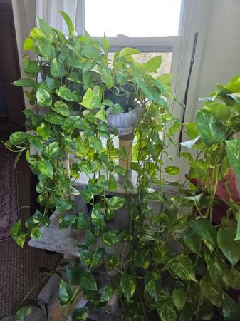 Help!  Plants are taking over! 1