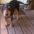 Catahoula Curr Solid and Merle Dogs 1 thumbnail