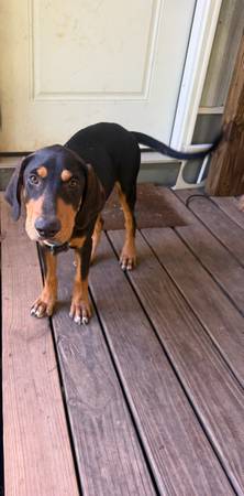 Catahoula Curr Solid and Merle Dogs 1