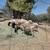 Dorper sheep 1 thumbnail