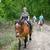 Beginner Safe, Bombproof Clydesdale Horse for Sale 22 thumbnail