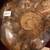 Fossil Ammonites All Sizes 3 thumbnail