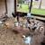 Chickens 8 thumbnail