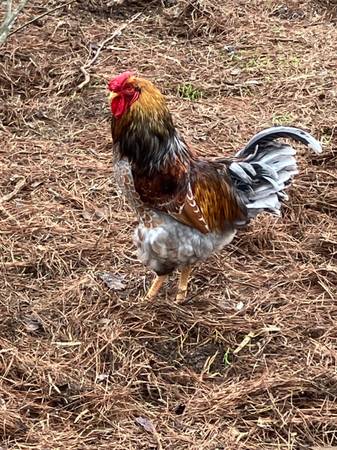 Red Blue Laced Wyandotte Rooster 1