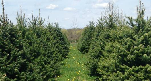 Trees for Food Plots and other Wildlife 1