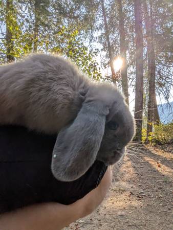 Holland Lops 1