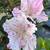 Azalea bushes 4 thumbnail