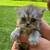 Newborn Persian kittens 4 thumbnail