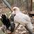 Serama chicks 2 thumbnail