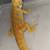 Bearded Dragon 5 thumbnail