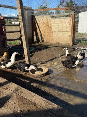 Ducks for sale 1