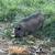 Kune Kune Sows 1 thumbnail
