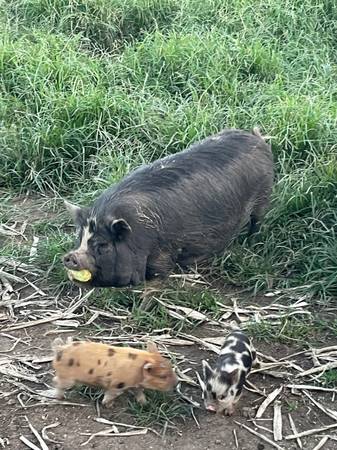 Kune Kune Sows 1