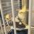 Ninfas Carolinas, Cacatua, Cockatile 1 thumbnail