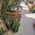 Beautiful Drought Tolerant Desert Plants for your Home! 5 thumbnail