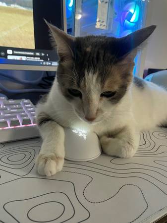 Tofu has gone missing! (los gatos)64141787720067121