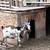 Nigerian Milk goats 7 thumbnail