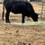 Lil over a year old heifer 3 thumbnail