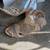 Women /Small Feet Needed 8 M 38.5  Size Peep Toe Side zipper $10 1 thumbnail