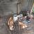 Laying hens and two baby roosters available 1 thumbnail