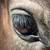 Holiday Horse Boarding Stables 11 thumbnail
