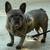 Female Frenchie 6 thumbnail