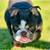 English bulldog 1 thumbnail