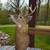8 Point Deer Mount! 5 thumbnail