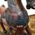 Wooden Horse Mandalay Box Company folk art 13 thumbnail