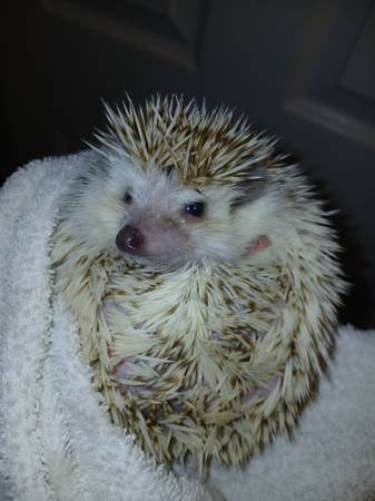 Male hedgehog 1