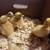 Pekin ducklings 2 thumbnail