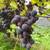 Concord grapes by the 5/gal 2 thumbnail