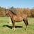 Rabicano Morgan Gelding 1 thumbnail