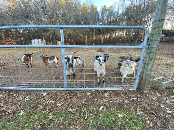 Goats for sale 1