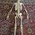 31 INCH MEDICAL ANATOMICALLY CORRECT SKELETON W/ COSTUME AND STAND 9 thumbnail