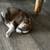 Heeler puppies in Portales, NM 10 thumbnail