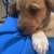 Catahoula mixed with red heeler pup 3 thumbnail