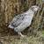 Coturnix Quail Hatching and Eating Eggs 6 thumbnail