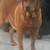 Labradors 7 thumbnail
